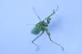 Close up shot of green mantis on white background. Royalty Free Stock Photo
