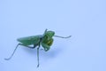 Close up shot of green mantis on white background. Royalty Free Stock Photo