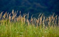 Close-up shot of green meadow grass with dry ends