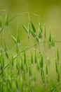 Close-up shot of Green Oat spikes Royalty Free Stock Photo