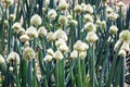 Close up shot of green onion flowers growing in a field. .