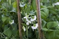 Close up shot of green peas blooming in the garden Royalty Free Stock Photo