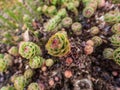 Close-up shot of green and pink golden root or rose root Rhodiola rosea plant starting to grow from its root in spring in Royalty Free Stock Photo