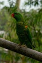 Close-up shot of a green Scaly-breasted lorikeet parrot perched on a tree branch