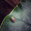 Close-up shot of a green shield bug on a leaf in Peruvian Amazonia. Royalty Free Stock Photo