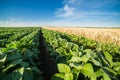 Close-up shot of green soybean field alongside of ripe wheat.