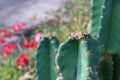 Close-up shot of green thorny cactus in a beautiful tropical forest, selectable focus.