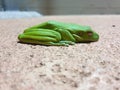 Close-up shot of a Green Tree Frog lying on the ground with closed eyes. Royalty Free Stock Photo