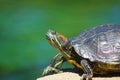 A close up shot of a green, yellow and orange turtle standing on the banks of the lake at Kenneth Hahn Park Royalty Free Stock Photo