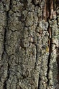 Close-up shot. Greenshield foliose white tube bone pillow lichen Parmeliaceae family Hypogymnia Physodes growing on bark Royalty Free Stock Photo