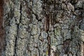 Close-up shot. Greenshield foliose white tube bone pillow lichen Parmeliaceae family Hypogymnia Physodes growing on bark Royalty Free Stock Photo