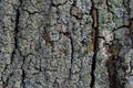 Close-up shot. Greenshield foliose white tube bone pillow lichen Parmeliaceae family Hypogymnia Physodes growing on bark Royalty Free Stock Photo