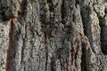 Close-up shot. Greenshield foliose white tube bone pillow lichen Parmeliaceae family Hypogymnia Physodes growing on bark Royalty Free Stock Photo