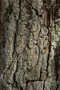 Close-up shot. Greenshield foliose white tube bone pillow lichen Parmeliaceae family Hypogymnia Physodes growing on bark Royalty Free Stock Photo