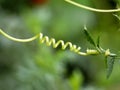 Close up shot of grippy fiber spring of ash gourd or winter melon Royalty Free Stock Photo