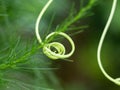 Close up shot of grippy fiber spring of ash gourd or winter melon Royalty Free Stock Photo