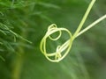 Close up shot of grippy fiber spring of ash gourd or winter melon Royalty Free Stock Photo