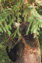 A grizzly bear portrait as it rubs its back on a small spruce tree Royalty Free Stock Photo