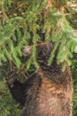 A grizzly bear portrait as it rubs its back on a small spruce tree Royalty Free Stock Photo