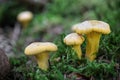 Close-up shot of group of edible girolle mushrooms in moss Royalty Free Stock Photo