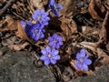 Close up shot of a group of first of the spring wildflowers American Liverwort in sunlight