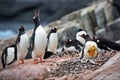 Close-up shot of a group of Gentoo penguins perch on their rock nests