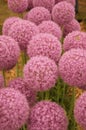 Close-up shot of purple Alliums