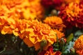 Close-up shot of a group of orange marigold flowers