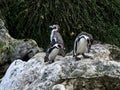 Shot of a group of penguins