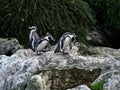Shot of a group of penguins