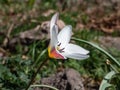 Close up shot of group of rosy red with white margins on the outside, snow-white tulip on the inside forming a star in sunlight - Royalty Free Stock Photo