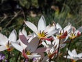 Close up shot of group of rosy red with white margins on the outside, snow-white tulip on the inside forming a star in sunlight - Royalty Free Stock Photo