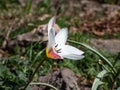 Close up shot of group of rosy red with white margins on the outside, snow-white tulip on the inside forming a star in sunlight - Royalty Free Stock Photo