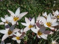 Group of rosy red with white margins on the outside, snow-white tulip on the inside forming a star in sunlight - Royalty Free Stock Photo