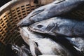 Close-up shot of group of silver catfish