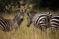 Close up of group of zebra in a grass field