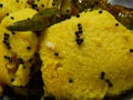 Close up shot of Gujarati breakfast dish Dhokla