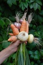 Close up shot of the Bunch Of Homegrown Organic Carrots, onions and garlics. Royalty Free Stock Photo