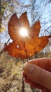 Close up shot of hand holding yellow leaf with sun rays shining through it at light blue sky background - autumn concept. Royalty Free Stock Photo