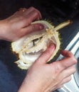 Splitting Open The Durian or King of Fruit Flesh