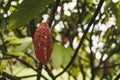 Close up shot of hanging cocoa ripe beans