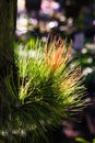 Close up of hanging tiny Tillandsia decoration in tropical garden