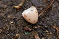 Close-up shot of a hatched egg on a wet ground Royalty Free Stock Photo