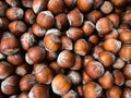 A close up shot of hazelnuts in shells.