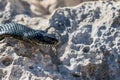 Close up shot of the head of an adult Black Western Whip Snake, Hierophis viridiflavus, in Malta Royalty Free Stock Photo