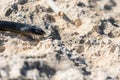 Close up shot of the head of an adult Black Western Whip Snake, Hierophis viridiflavus, in Malta Royalty Free Stock Photo