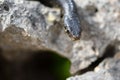 Close up shot of the head of an adult Black Western Whip Snake, Hierophis viridiflavus, in Malta Royalty Free Stock Photo