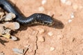 Close up shot of the head of an adult Black Western Whip Snake, Hierophis viridiflavus, in Malta Royalty Free Stock Photo