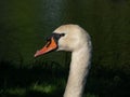 Close-up of the head and beak of the adult mute swan (cygnus olor) with focus on eye in bright sunlight Royalty Free Stock Photo