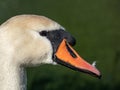 Close-up of the head and beak of the adult mute swan (cygnus olor) with focus on eye in bright sunlight Royalty Free Stock Photo